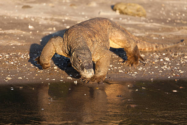 The Komodo Dragon is a large species of lizard found in the Indonesian islands of Komodo, Rinca, Flores, and Gili Motang.