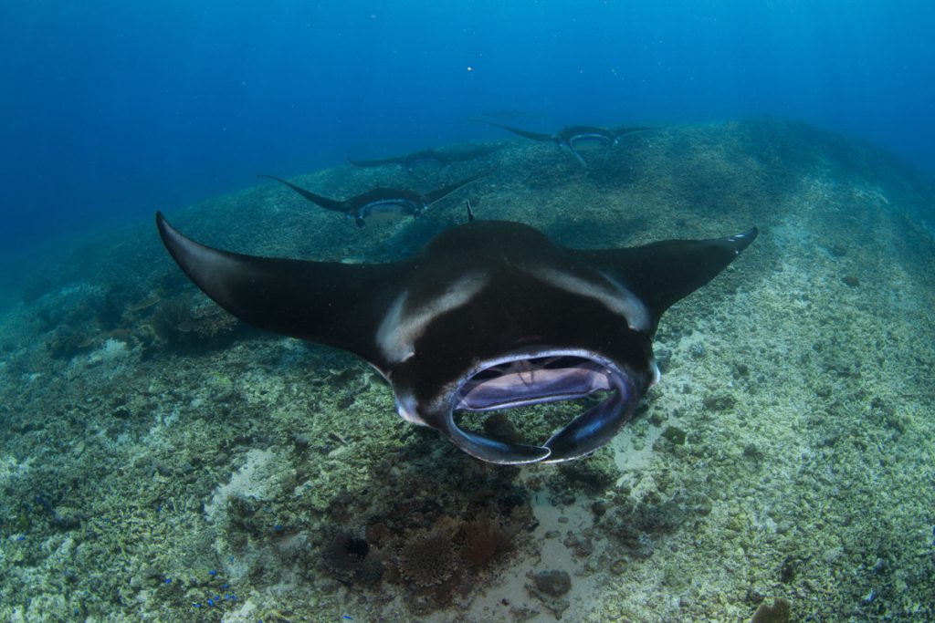 scuba diving Komodo