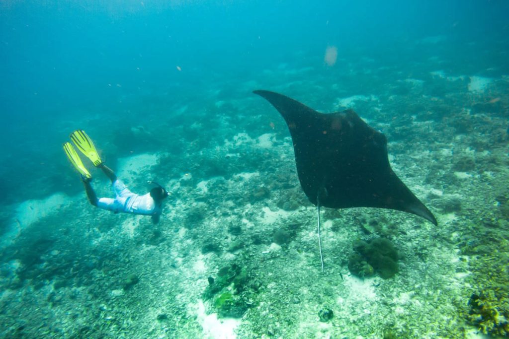 meet manta ray while snorkeling in Indonesia