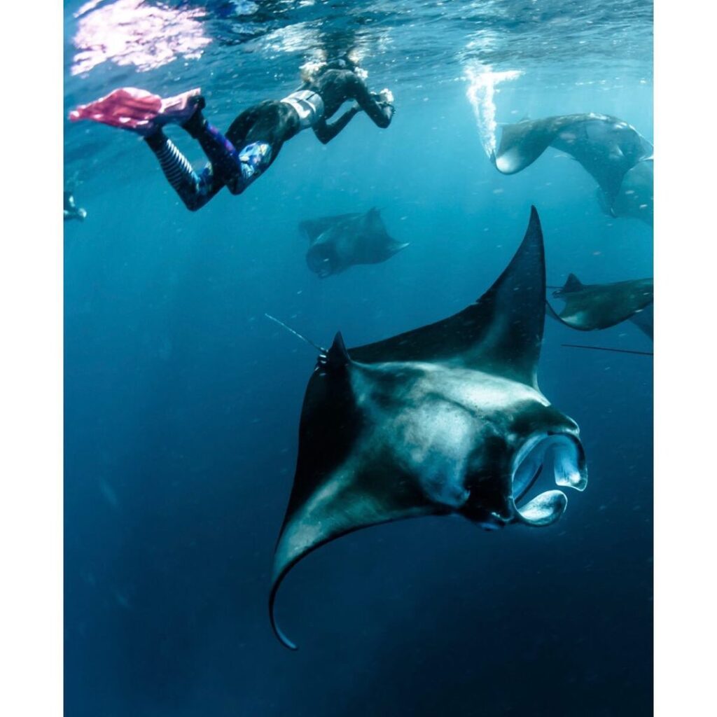 Swimming with manta rays on Komodo island tour
