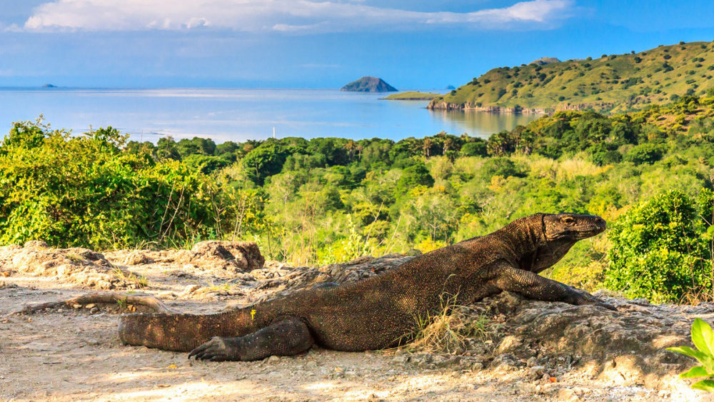 Komodo dragon island