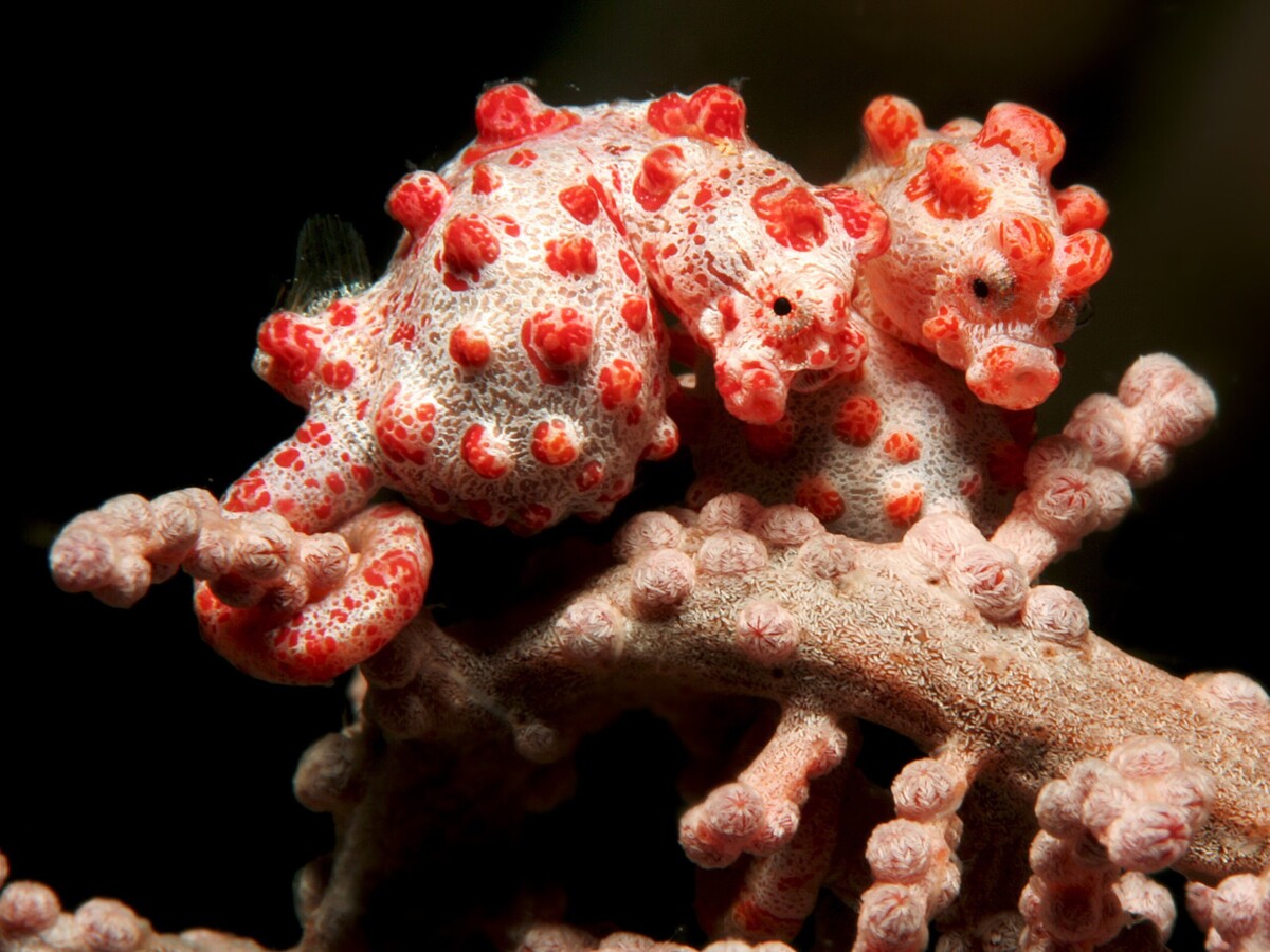 Unique Marine Species in sulawesi